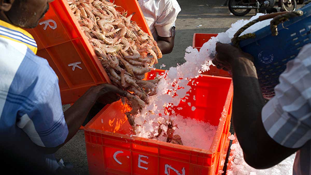 Microplastics in 7 Indian popular Fish 