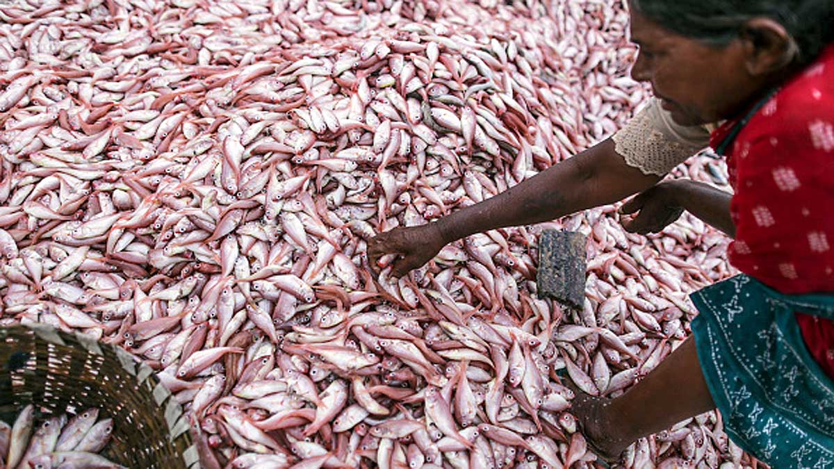 Microplastics in 7 Indian popular Fish 