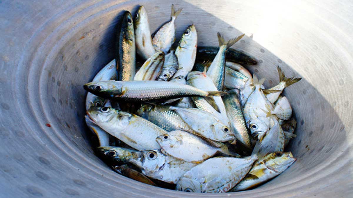Microplastics in 7 Indian popular Fish 