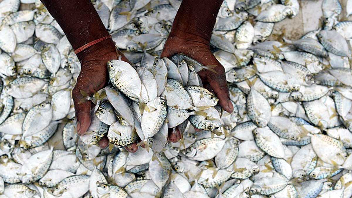 Microplastics in 7 Indian popular Fish 