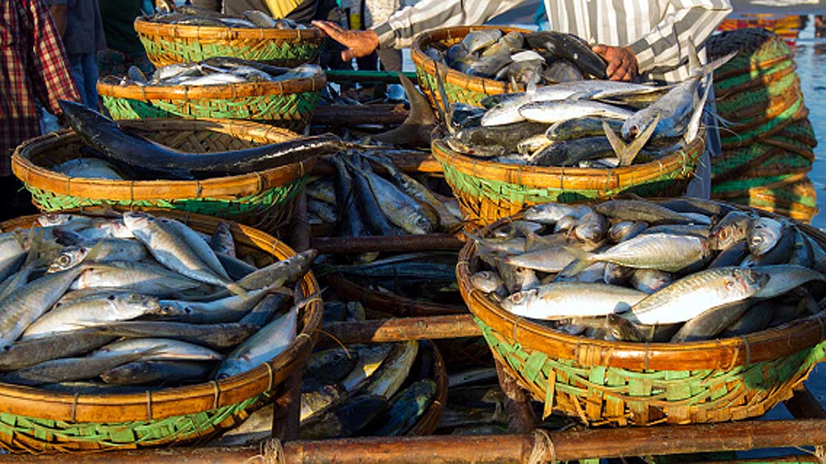 Microplastics in 7 Indian popular Fish 