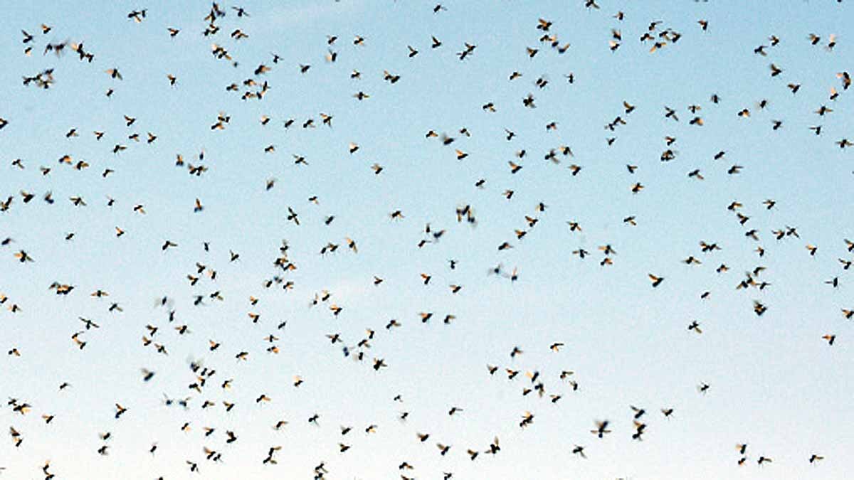 Mosquito Tornado In Argentina