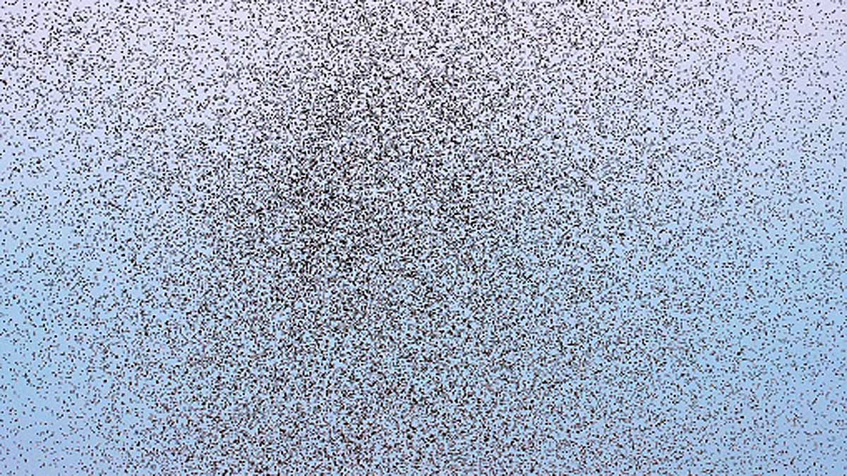 Mosquito Tornado In Argentina