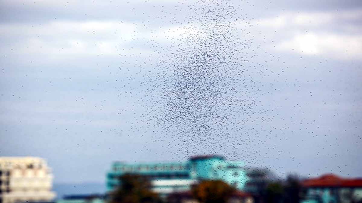 Mosquito Tornado In Argentina