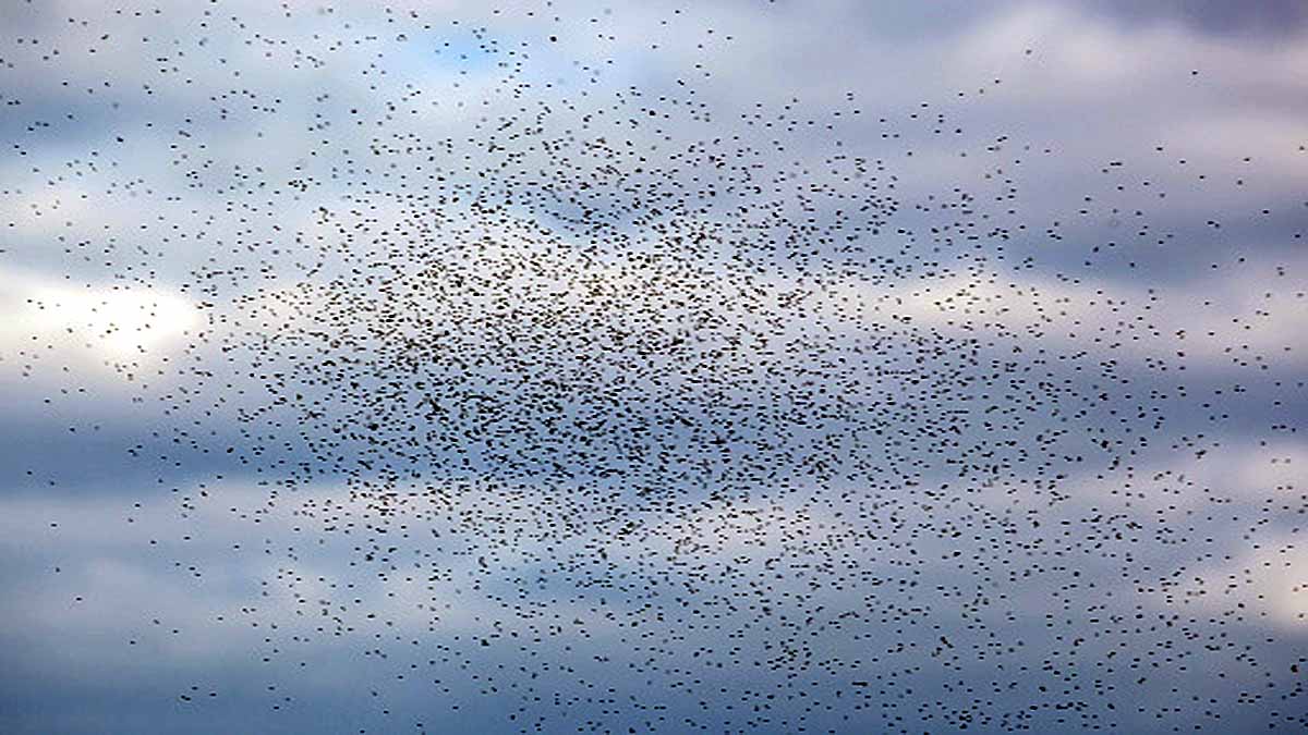 Mosquito Tornado In Argentina