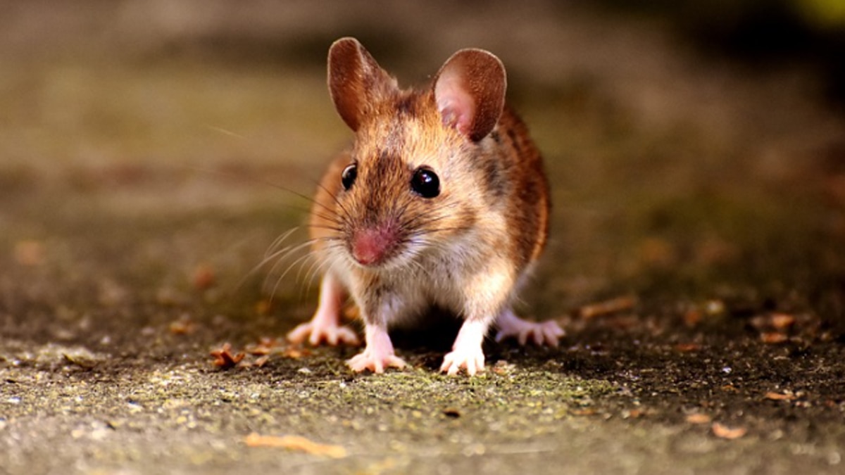 चूहों का कूदना