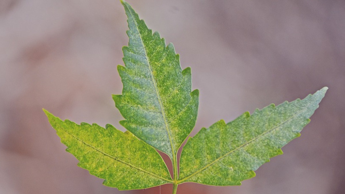 नीम का पौधा