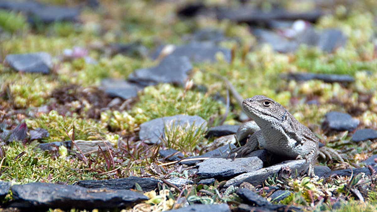 Mountain Lizard Broke the Reptilian Altitude Record