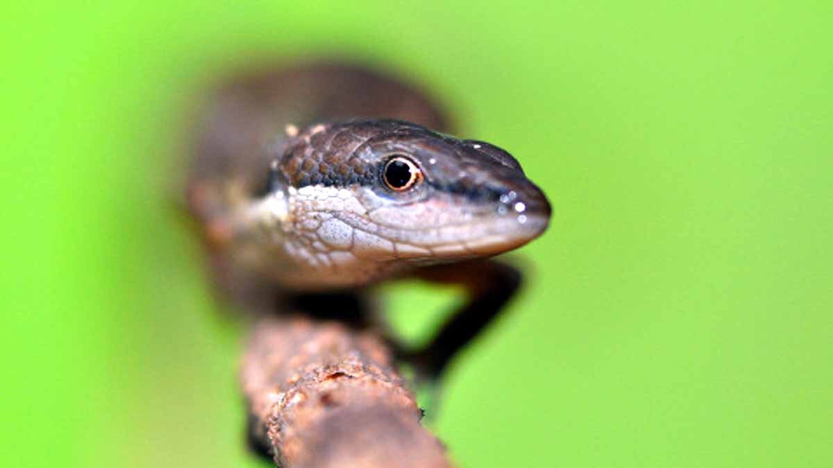 Mountain Lizard Broke the Reptilian Altitude Record