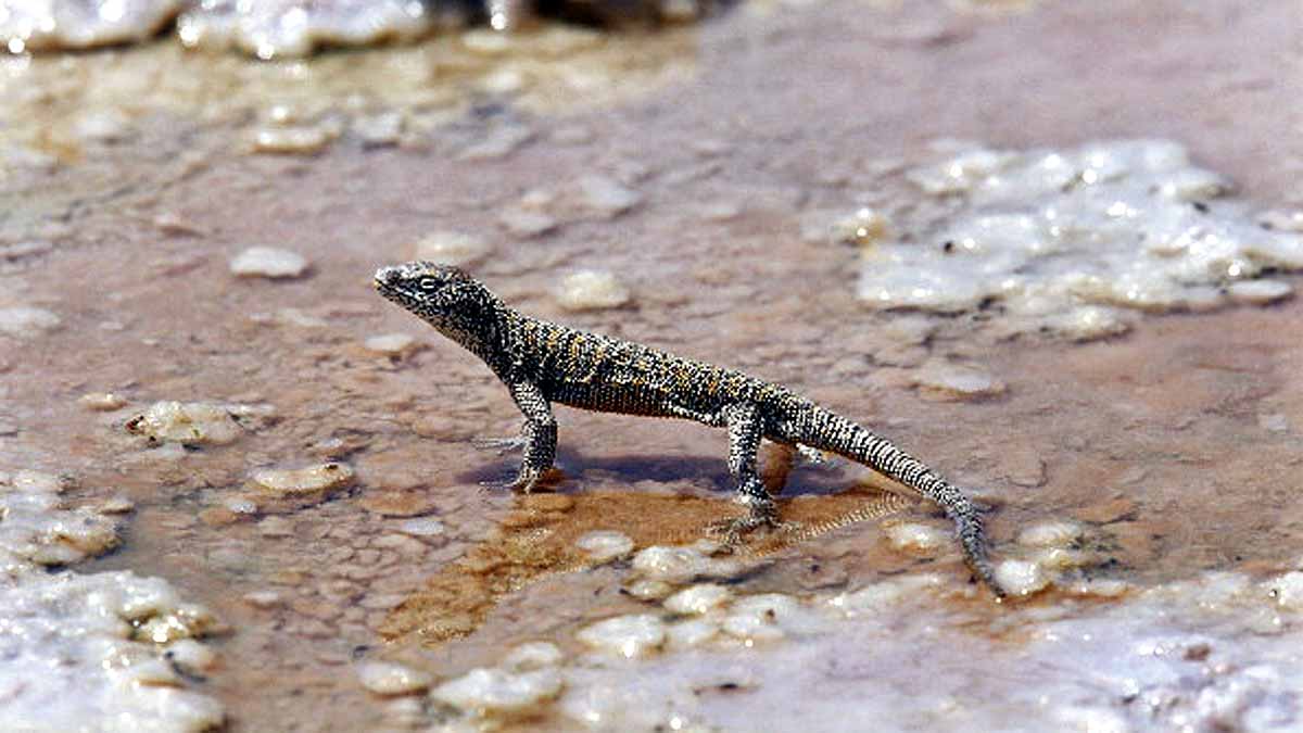 Mountain Lizard Broke the Reptilian Altitude Record