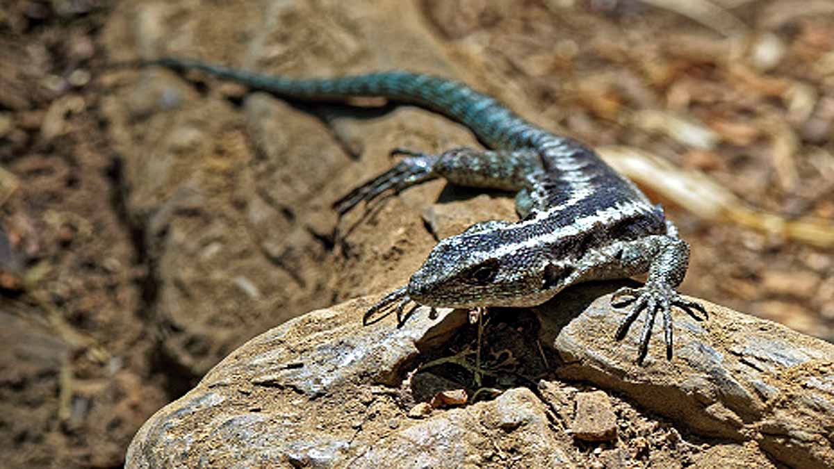 Mountain Lizard Broke the Reptilian Altitude Record