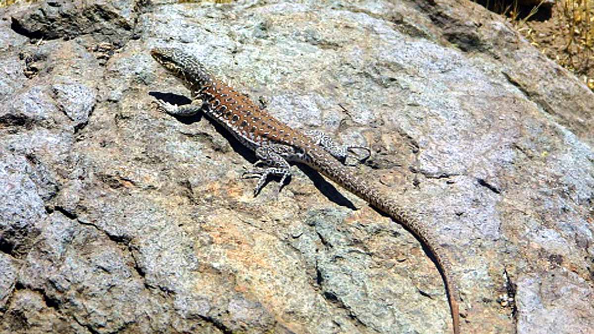 Mountain Lizard Broke the Reptilian Altitude Record