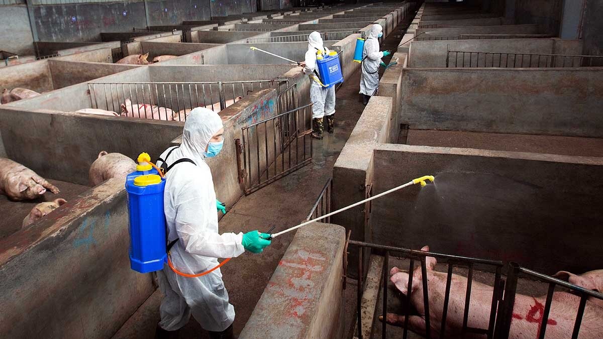 अफ्रीकन स्वाइन फीवर का नया स्ट्रेन चीन में मिला