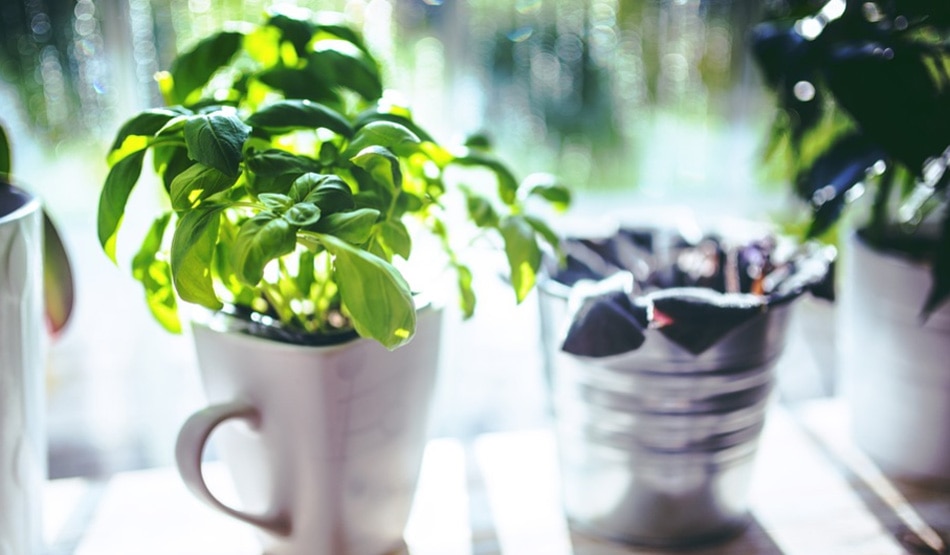 घर के अंदर मच्छर भगाने वाले पौधों को रखें