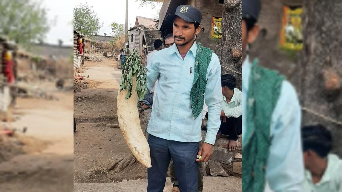 महाराष्ट्र: 9 किलो का एक, 'मॉन्स्टर मूली' को देख लोग हुए हैरान