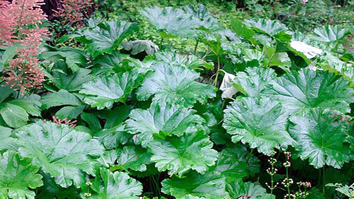 Kidney Diseases cured Ayurvedic Formula