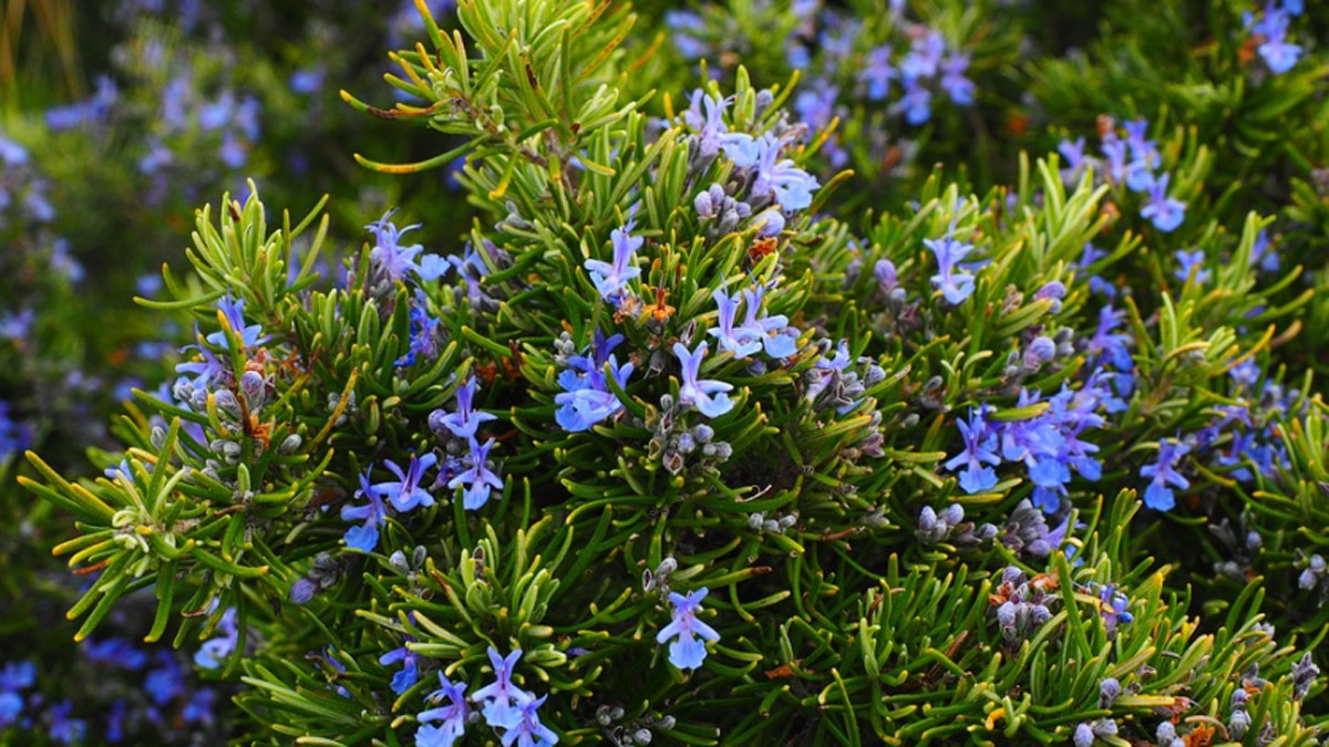 रोजमेरी