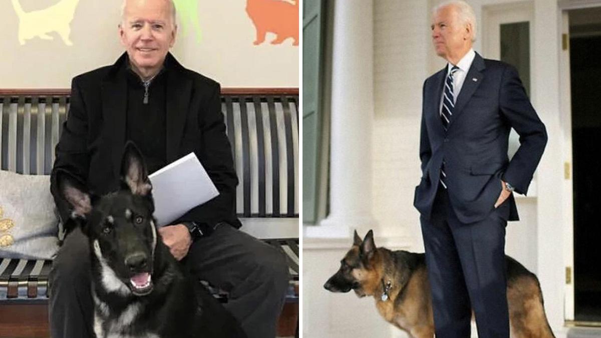 जो बाइडन के कुत्ते का 'आतंक', एक महीने में दो लोगों को काटा