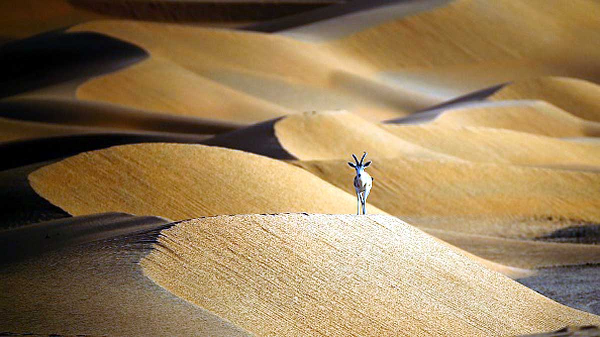 Saudi Arab to build 170 KM line City