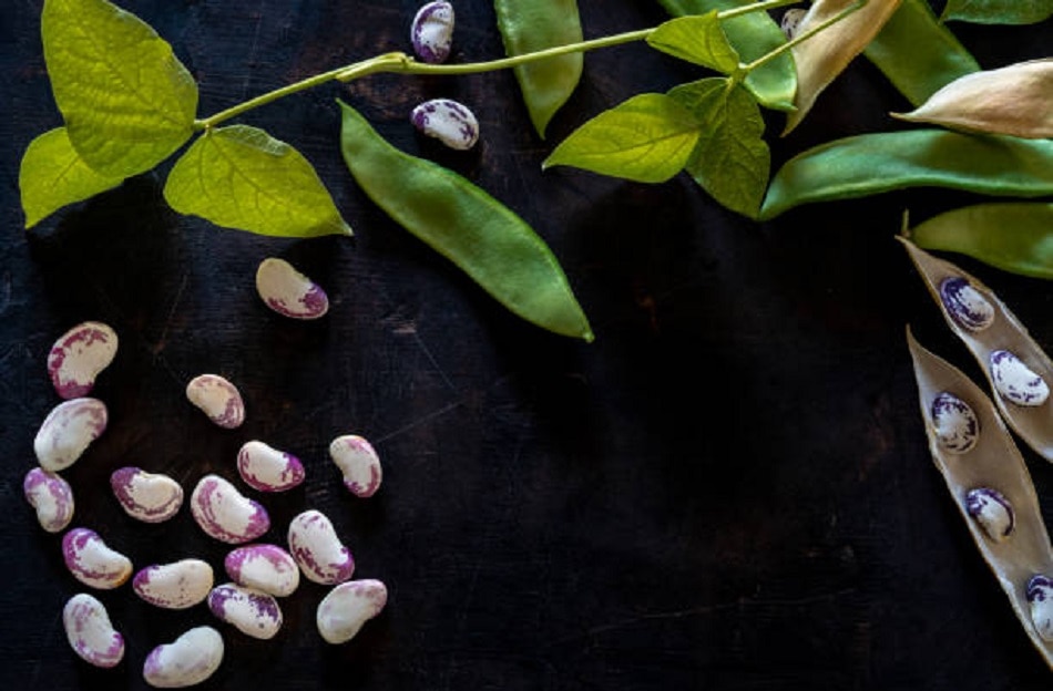 सेम की फली