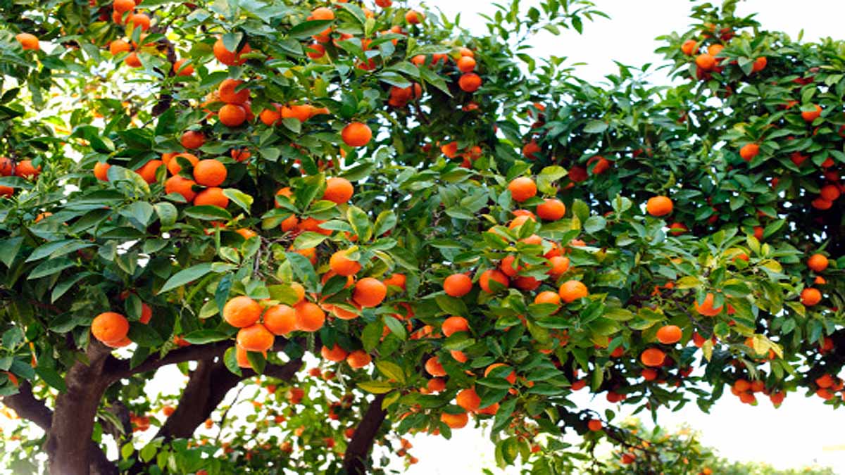 Seville turning oranges into Electricity