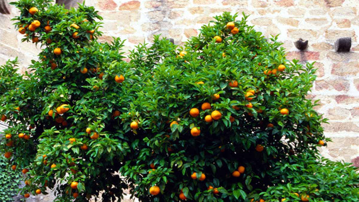 Seville turning oranges into Electricity
