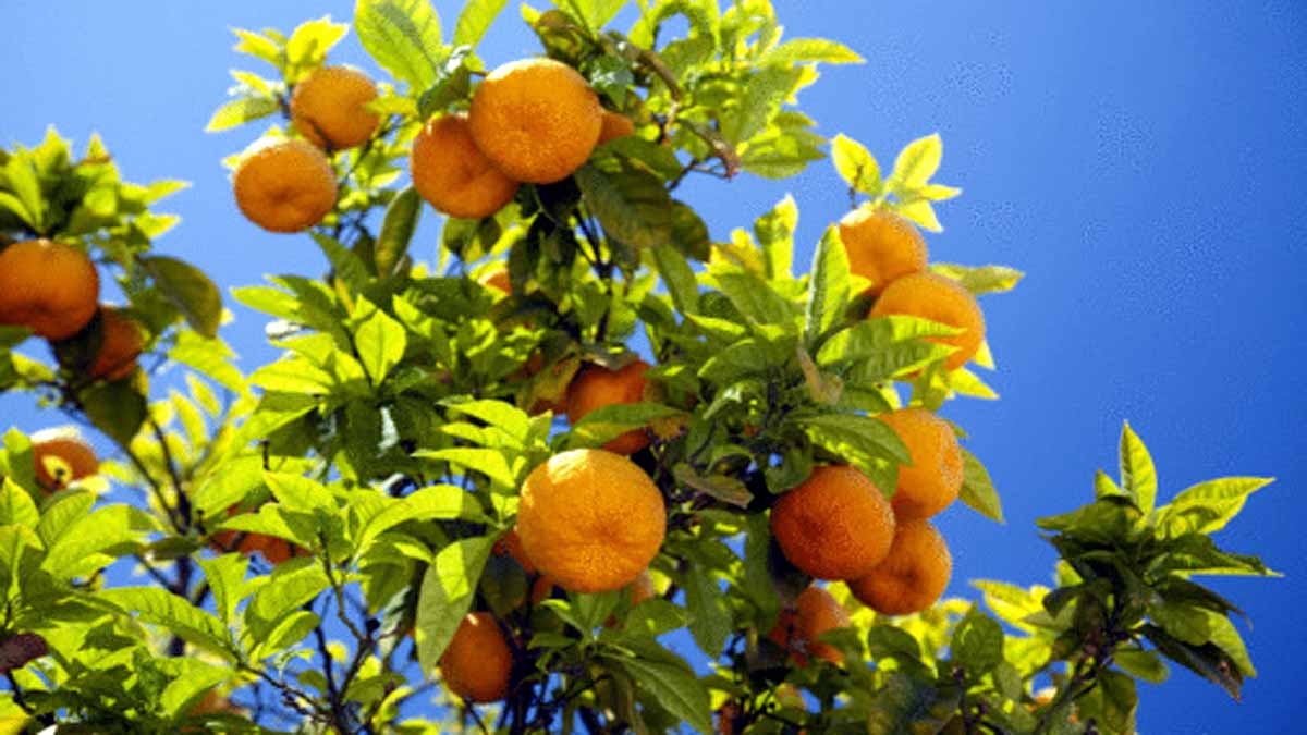 Seville turning oranges into Electricity