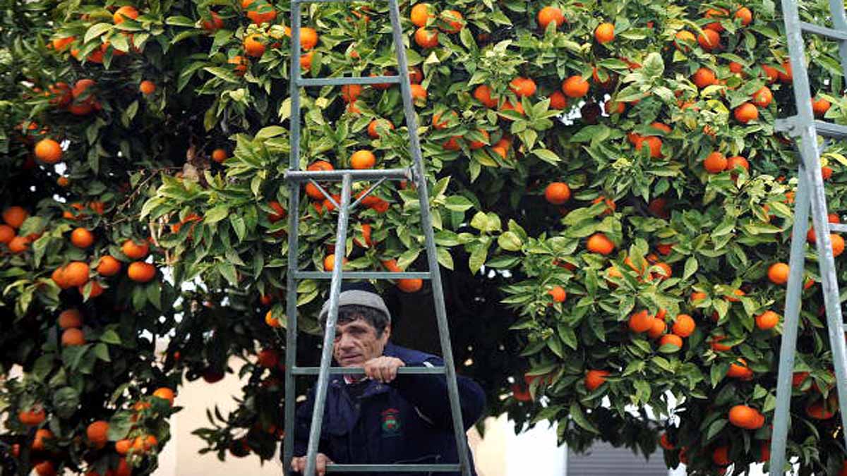 Seville turning oranges into Electricity