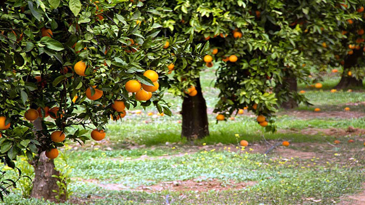 Seville turning oranges into Electricity