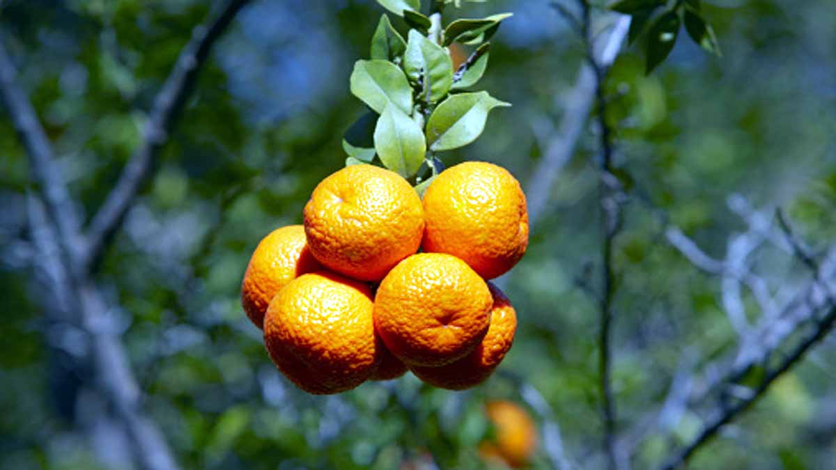 Seville turning oranges into Electricity