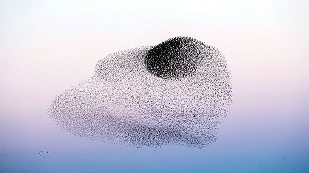 Thousands Starlings fly together to make a big bird