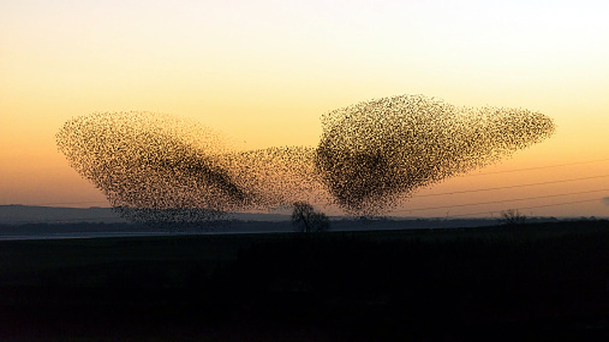 Thousands Starlings fly together to make a big bird