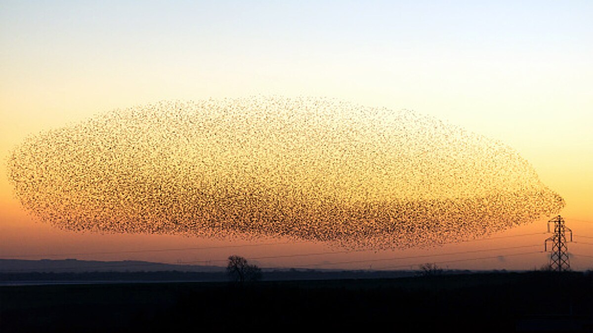 Thousands Starlings fly together to make a big bird