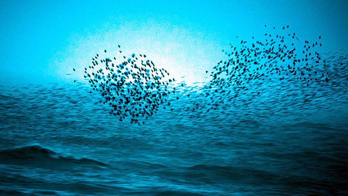 Thousands Starlings fly together to make a big bird