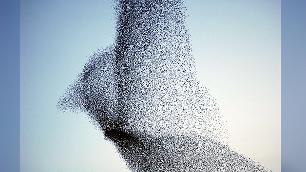 Thousands Starlings fly together to make a big bird