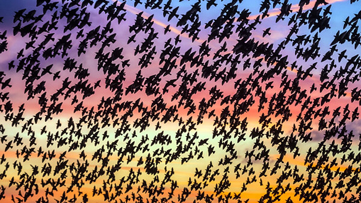 Thousands Starlings fly together to make a big bird