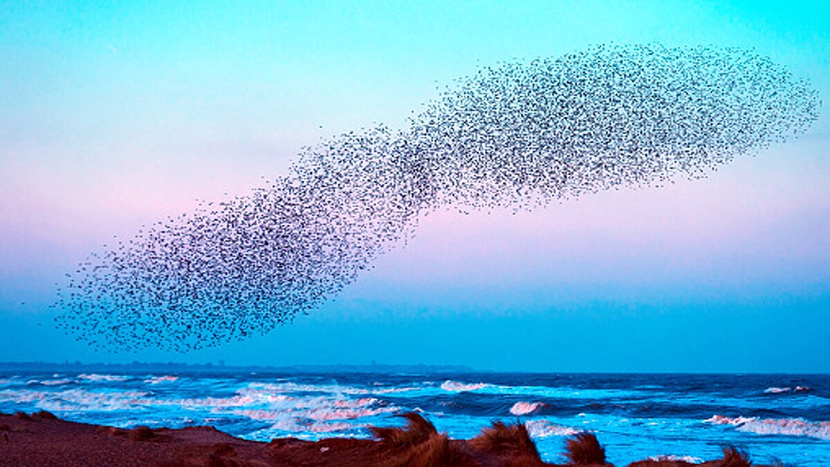 Thousands Starlings fly together to make a big bird