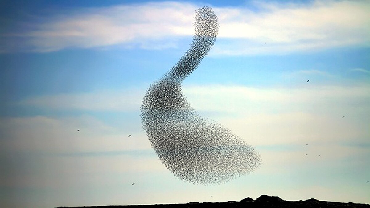 Thousands Starlings fly together to make a big bird