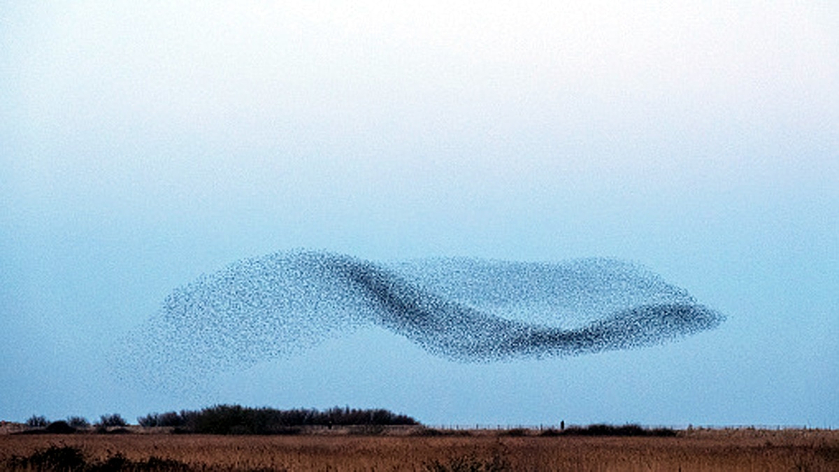 Thousands Starlings fly together to make a big bird