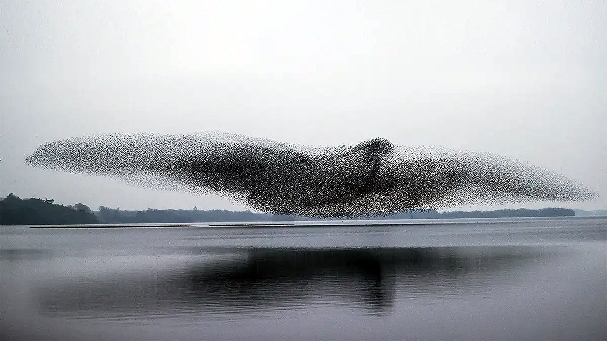 Thousands Starlings fly together to make a big bird