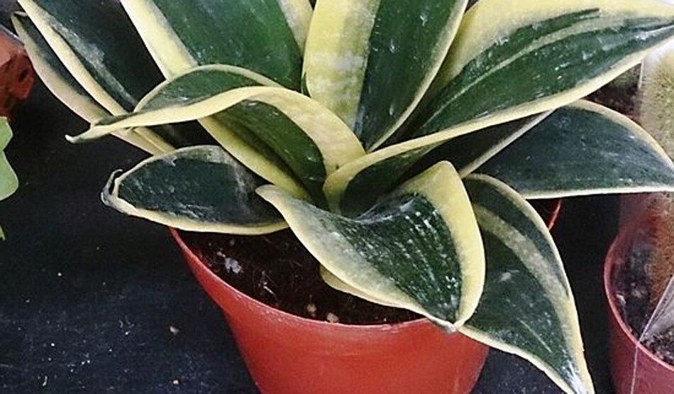 स्ट्रेस को करे दूर