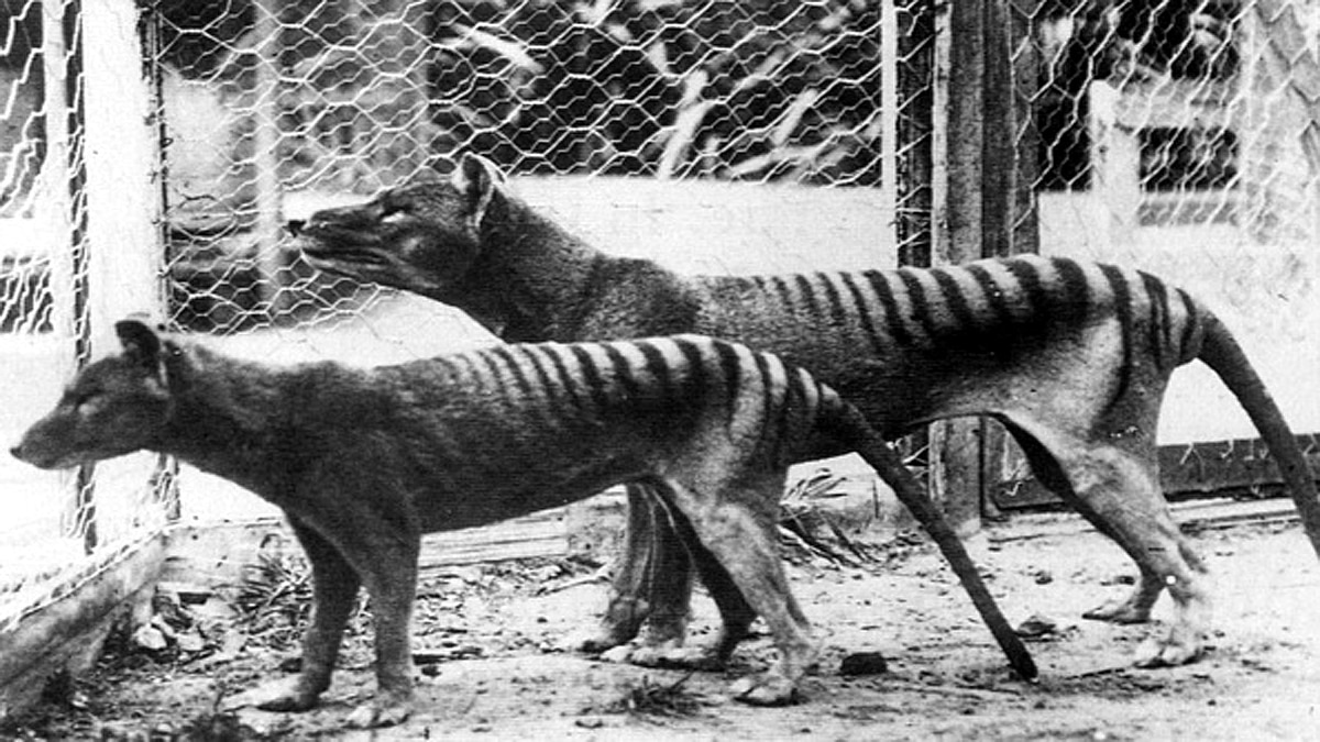 Extinct Tasmanian Tigers Half Dog Half Tiger