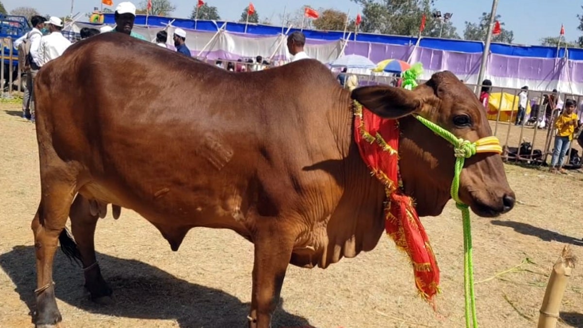 महेद्र सिंह धोनी अब सर्वश्रेष्ठ पशुपालक बने (फोटो-मृत्युंजय श्रीवास्तव)