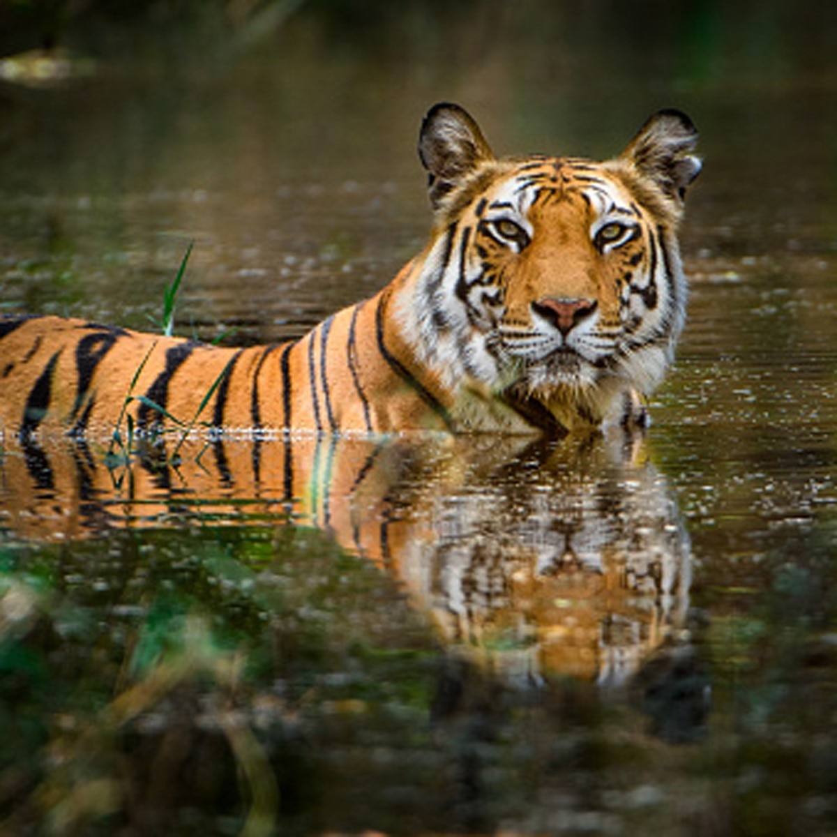 बंगाल टाइगर (Getty)