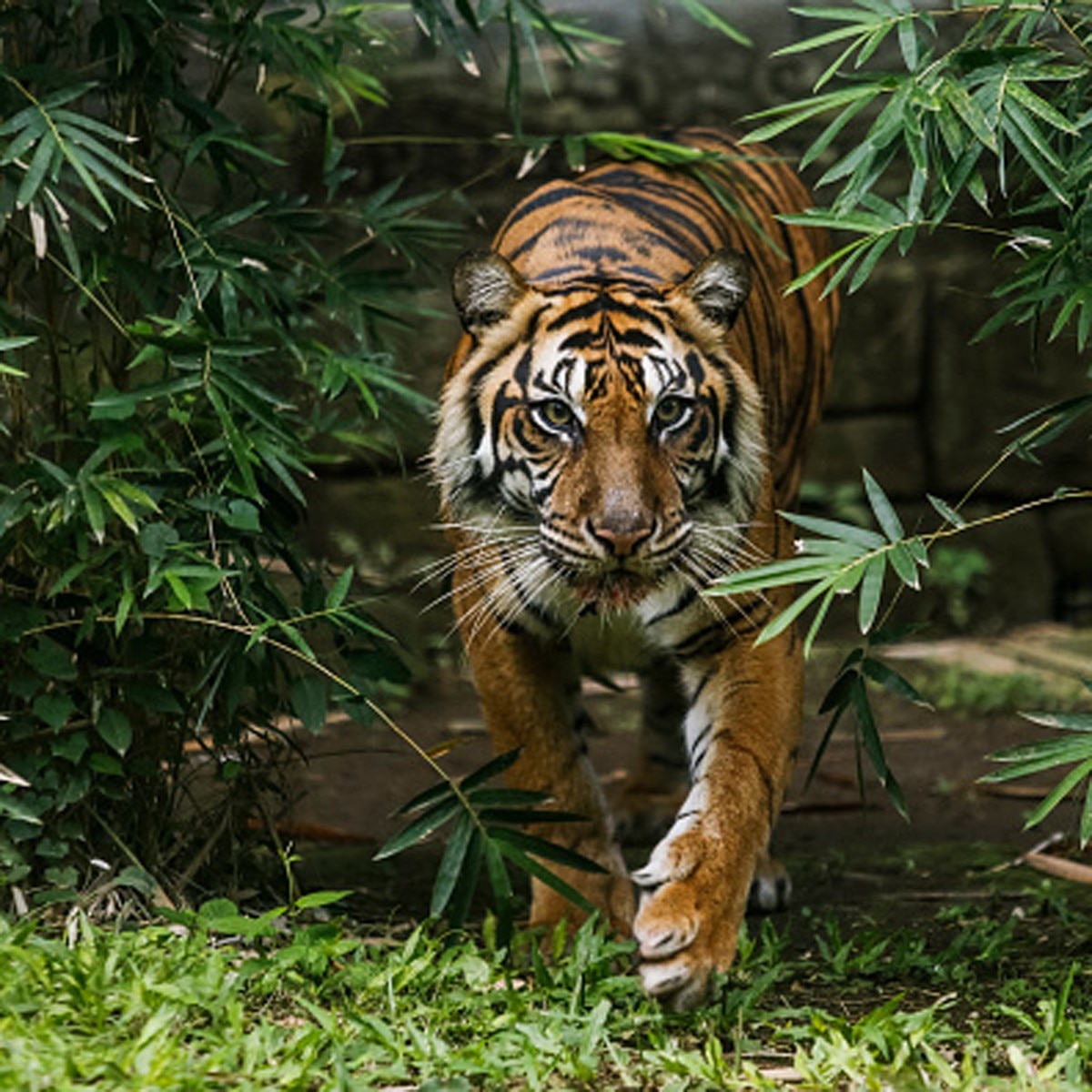 बंगाल टाइगर (Getty)