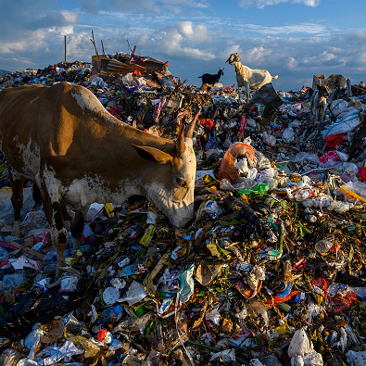 प्रतीकात्‍मक फोटो (Getty)