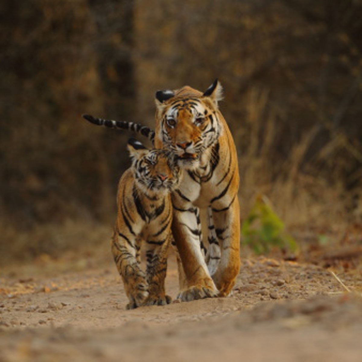 बंगाल टाइगर (Getty)
