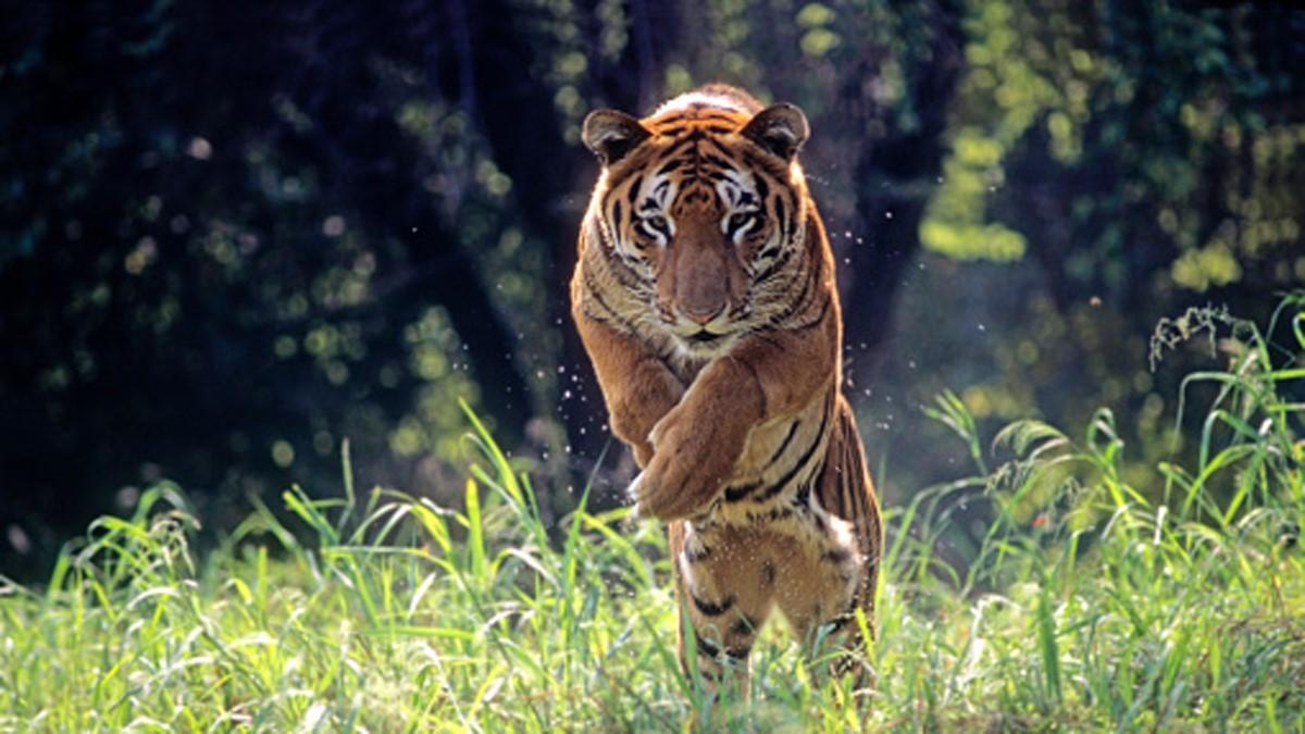 बंगाल टाइगर (Getty)