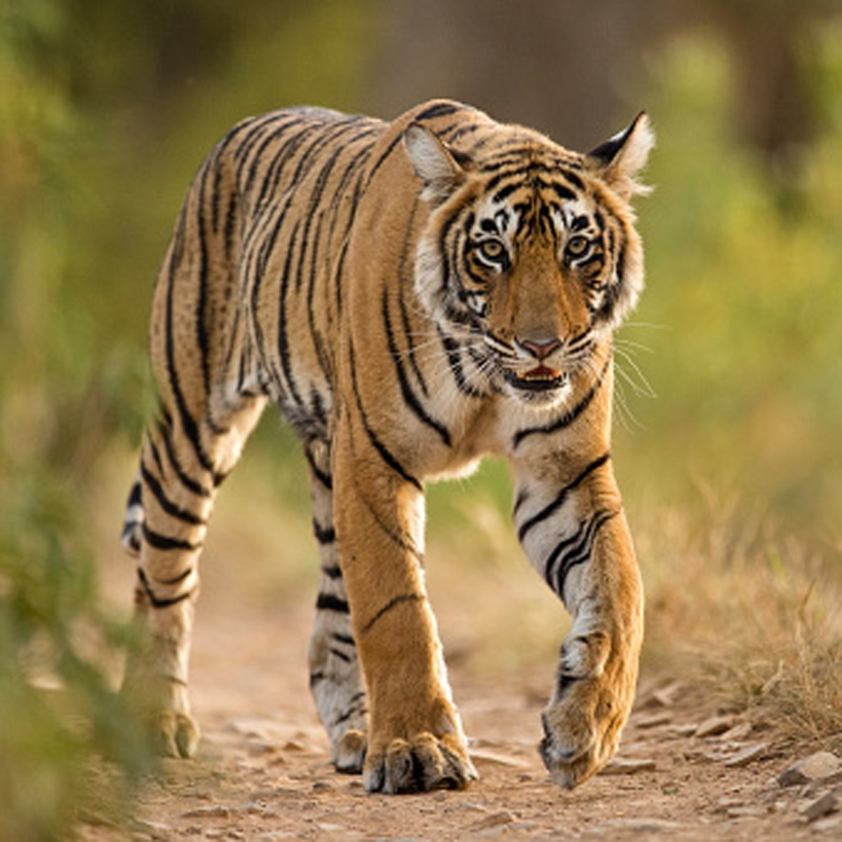 बंगाल टाइगर (Getty)