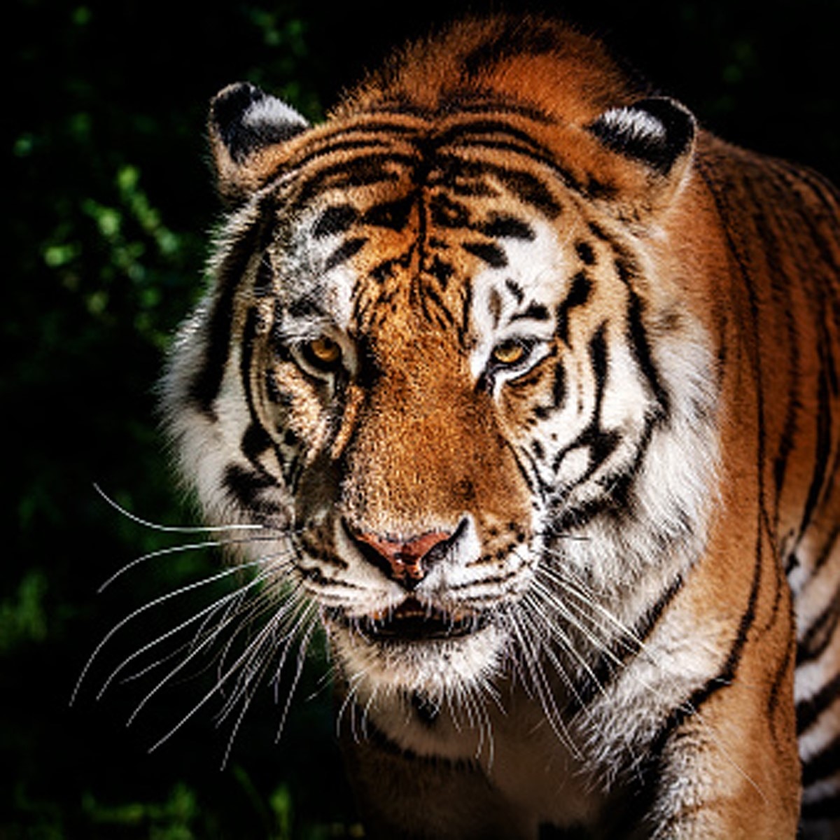 बंगाल टाइगर (Getty)